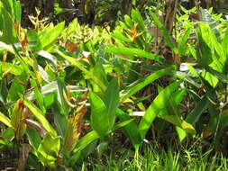 Image of parakeetflower