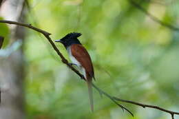 Image of Asian Paradise-Flycatcher