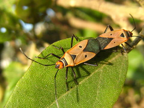 Image of Cotton Stainers (several spp.)