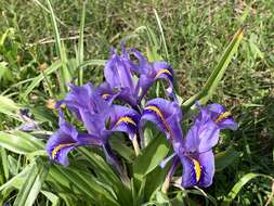 Imagem de Iris planifolia (Mill.) T. Durand & Schinz