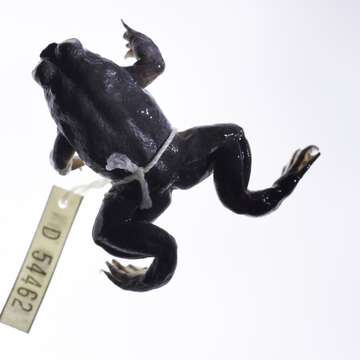 Image of Gastric-brooding frog