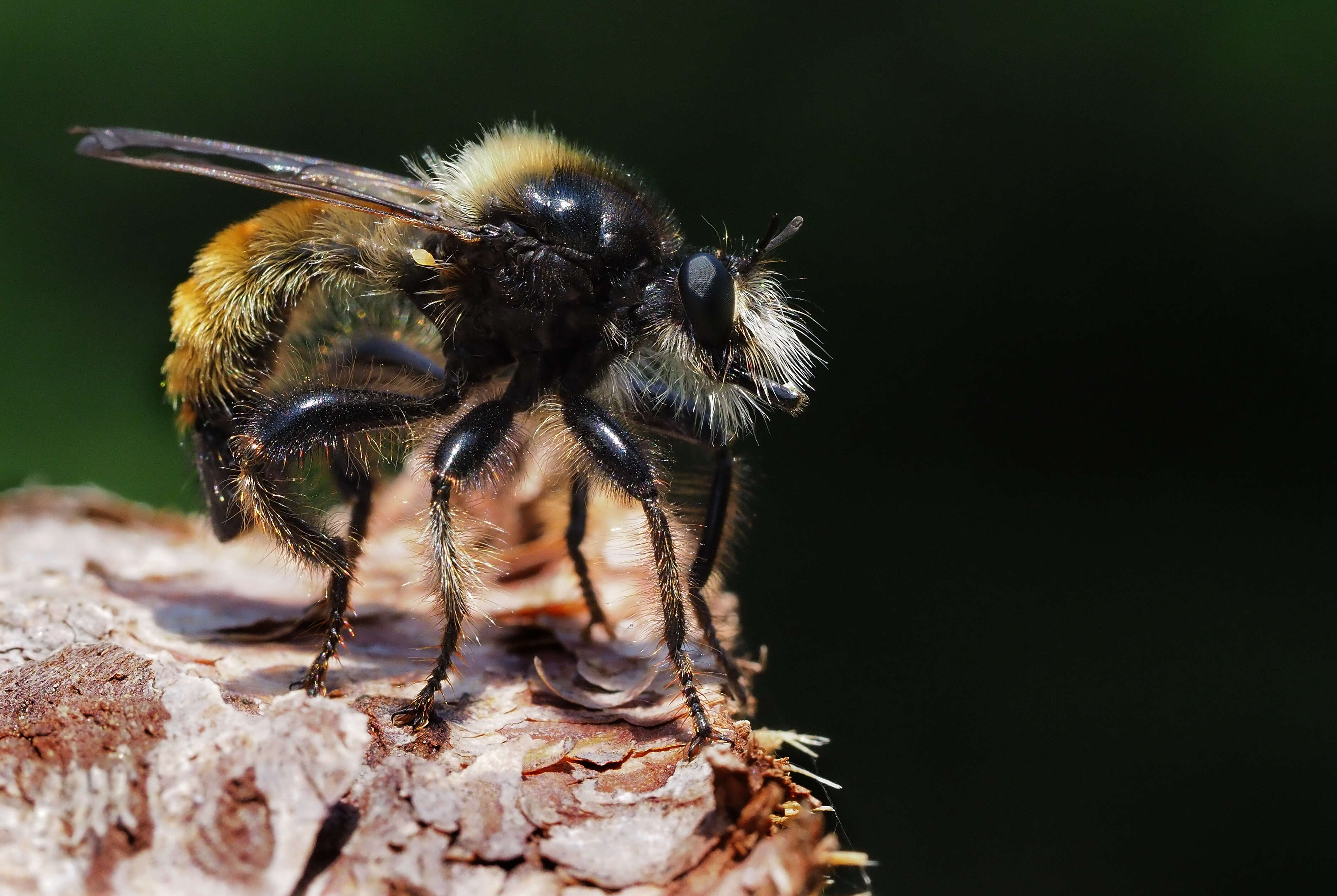 صورة Laphria flava (Linnaeus 1761)