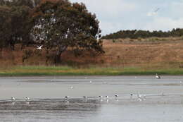 Image of Australian Red-necked Avocet