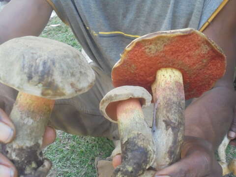 Boletus manicus R. Heim 1963的圖片