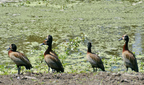 Image of White-faced Whistling Duck