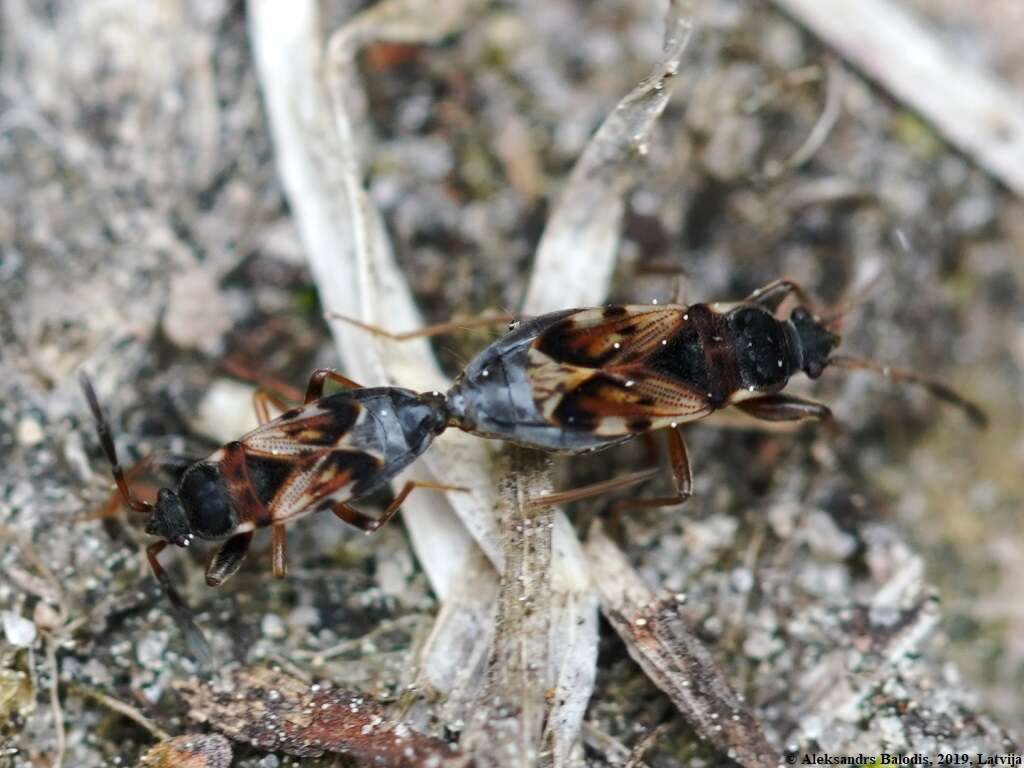 Image of Scolopostethus thomsoni Reuter & O. M. 1874