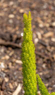 Image of Cwebe asparagus fern