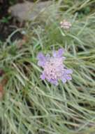 Imagem de Lomelosia graminifolia (L.) W. Greuter & Burdet