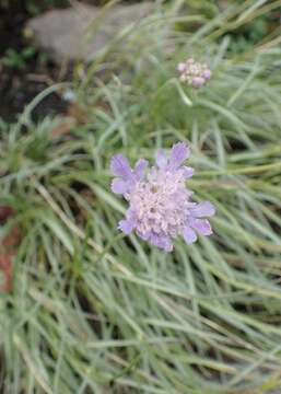 Image of Lomelosia graminifolia (L.) W. Greuter & Burdet