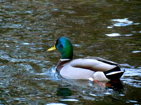 Image of Common Mallard