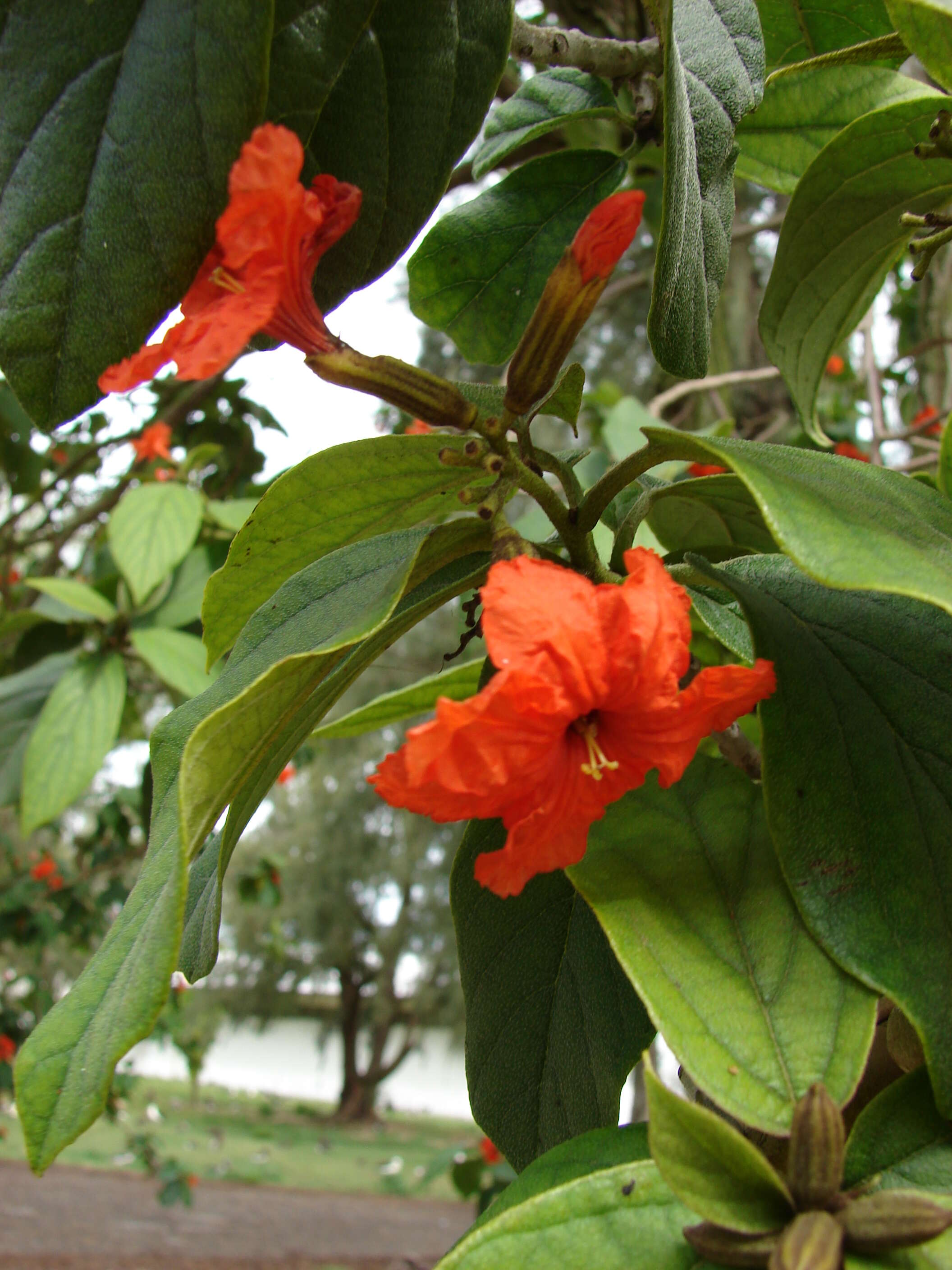 Image of largeleaf geigertree