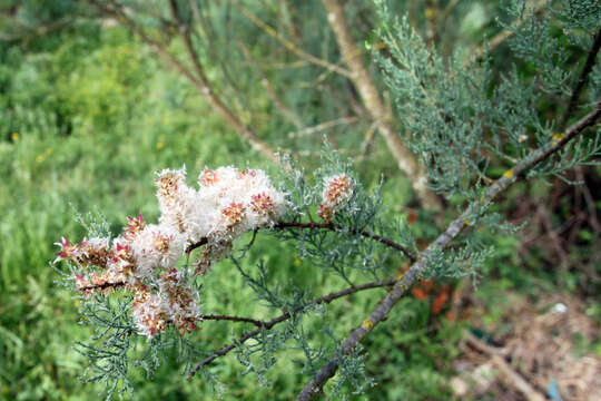 Imagem de Tamarix gallica L.