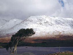 Image of English holly