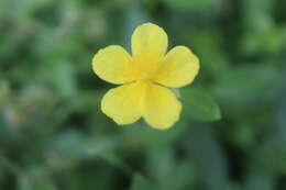 Image of Common Rock-rose