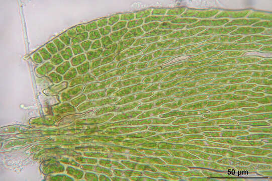 Image de Homomallium incurvatum Loeske 1907