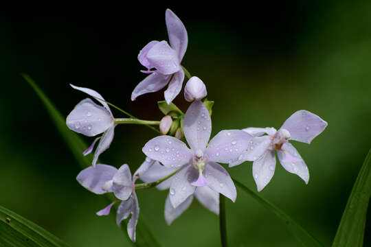 Sivun Spathoglottis plicata Blume kuva