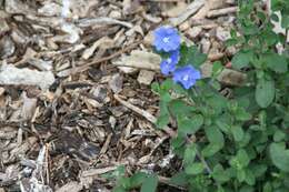 Image of Brazilian dwarf morning-glory