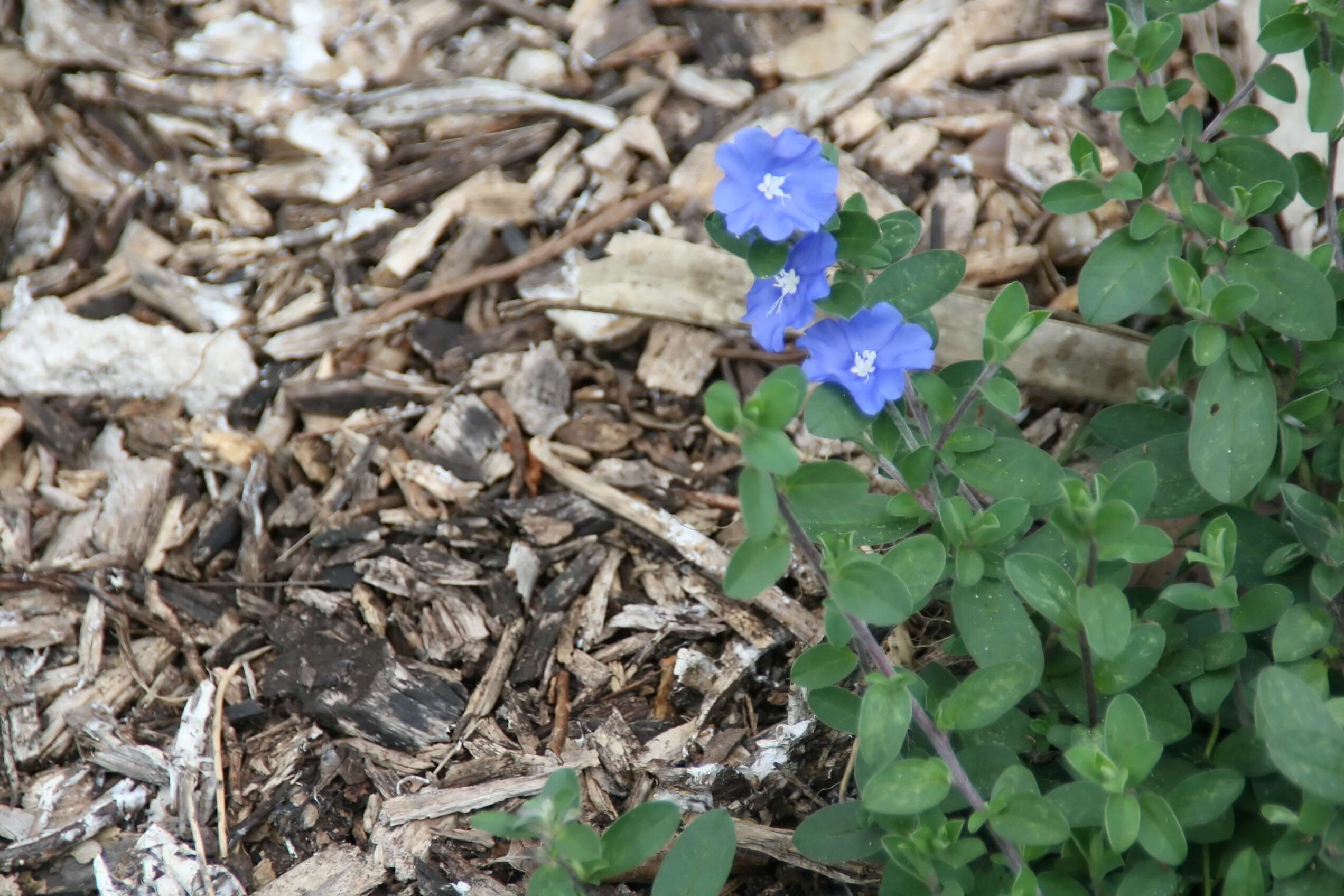 Image of Brazilian dwarf morning-glory