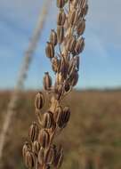 Image of Sea Arrowgrass