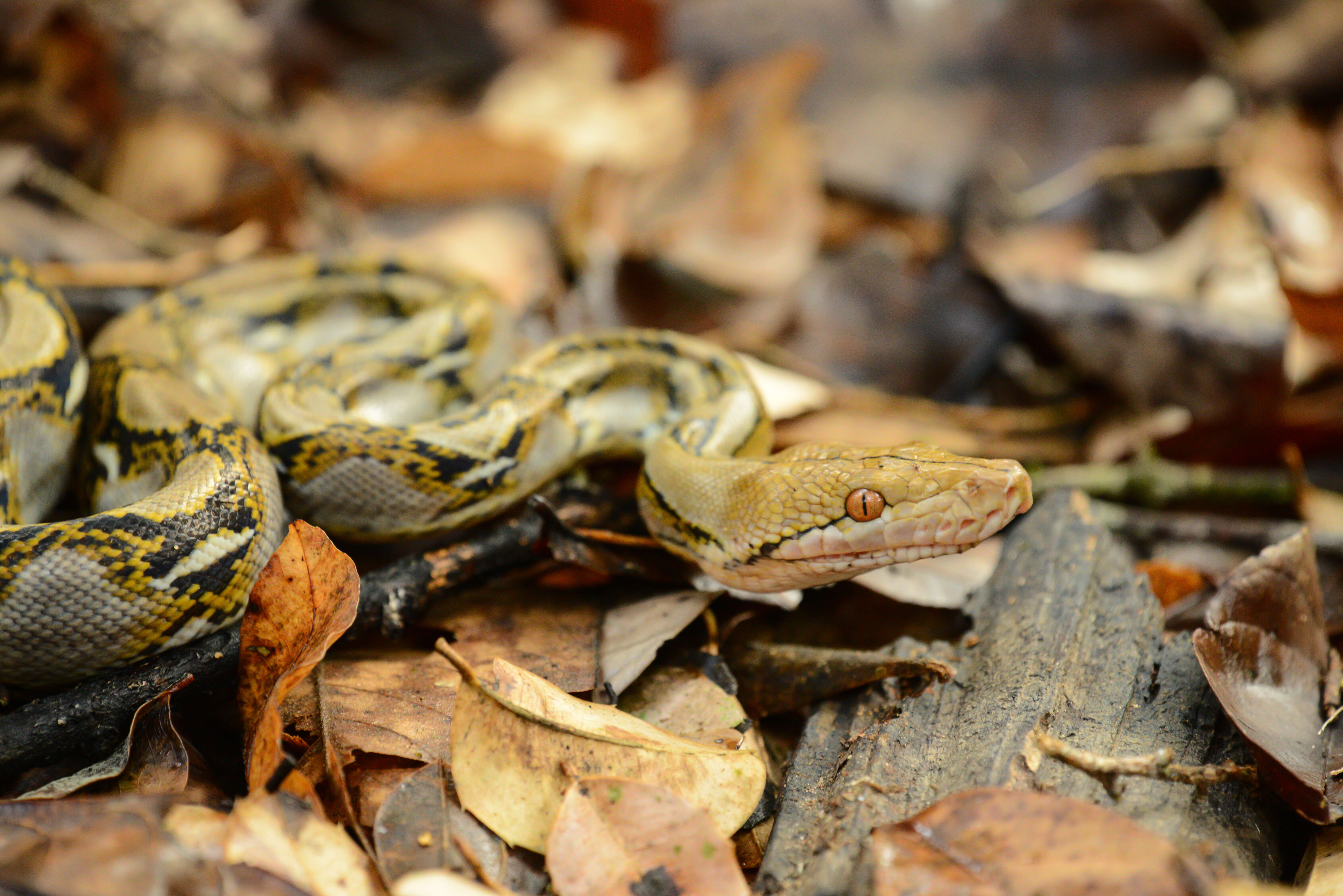 Image of Malayopython Reynolds, Niemiller & Revell 2013