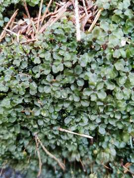 Image of Dotted Thyme-moss