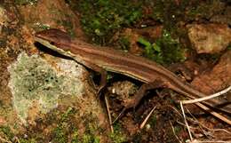 Image of China Grass Lizard