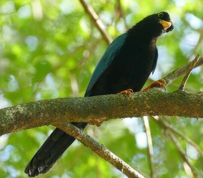 Imagem de Cyanocorax yucatanicus (Dubois & Ajc 1875)