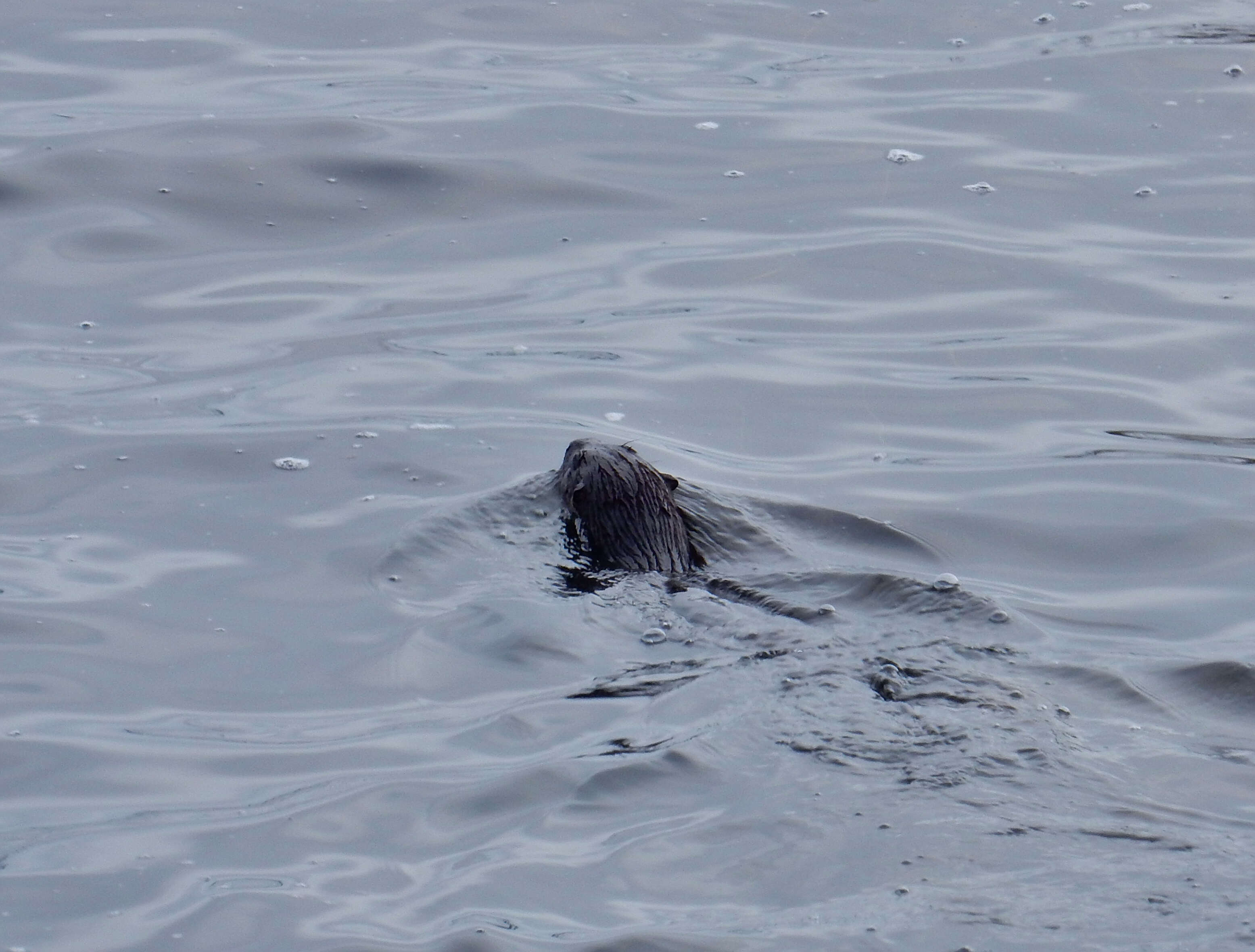 Image of Otter sp.