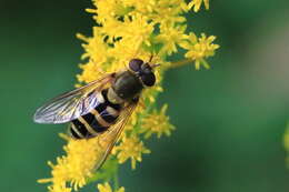 Image of Syrphus vitripennis Meigen 1822