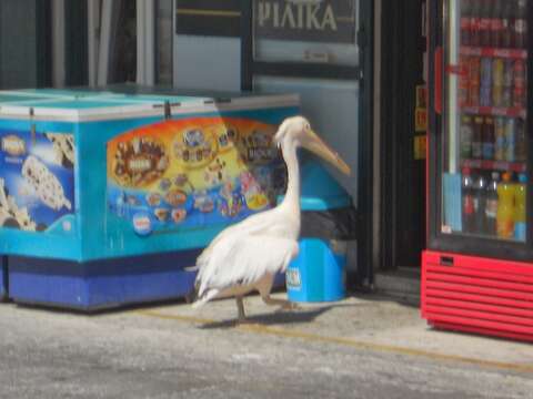 Image of Great White Pelican