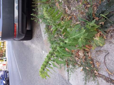 Image of black henbane