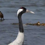 Image of Common Crane