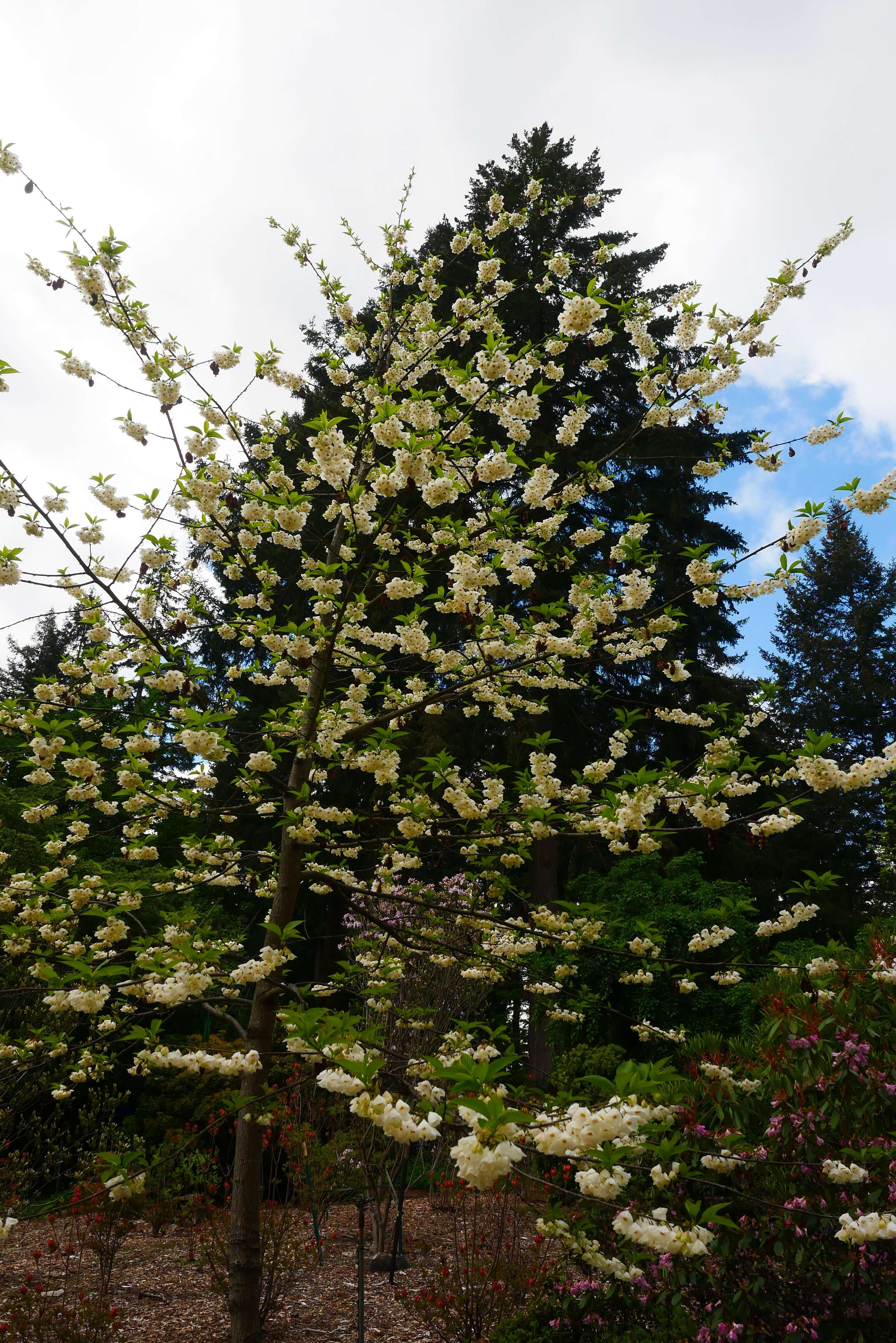 Image de Halesia carolina L.