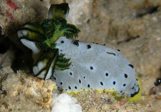 Image of Green and black gill guard slug