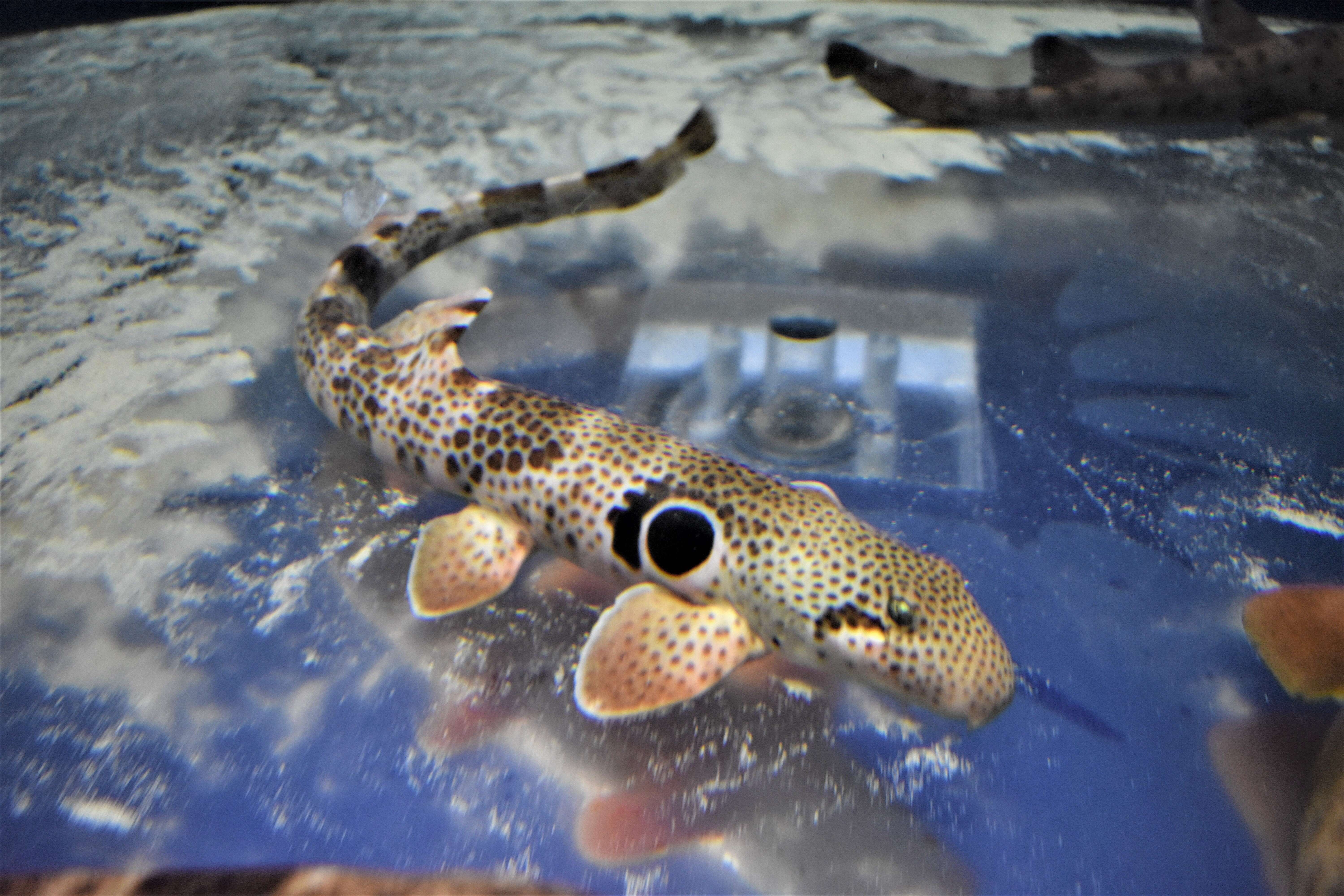 Image of Speckled Carpetshark