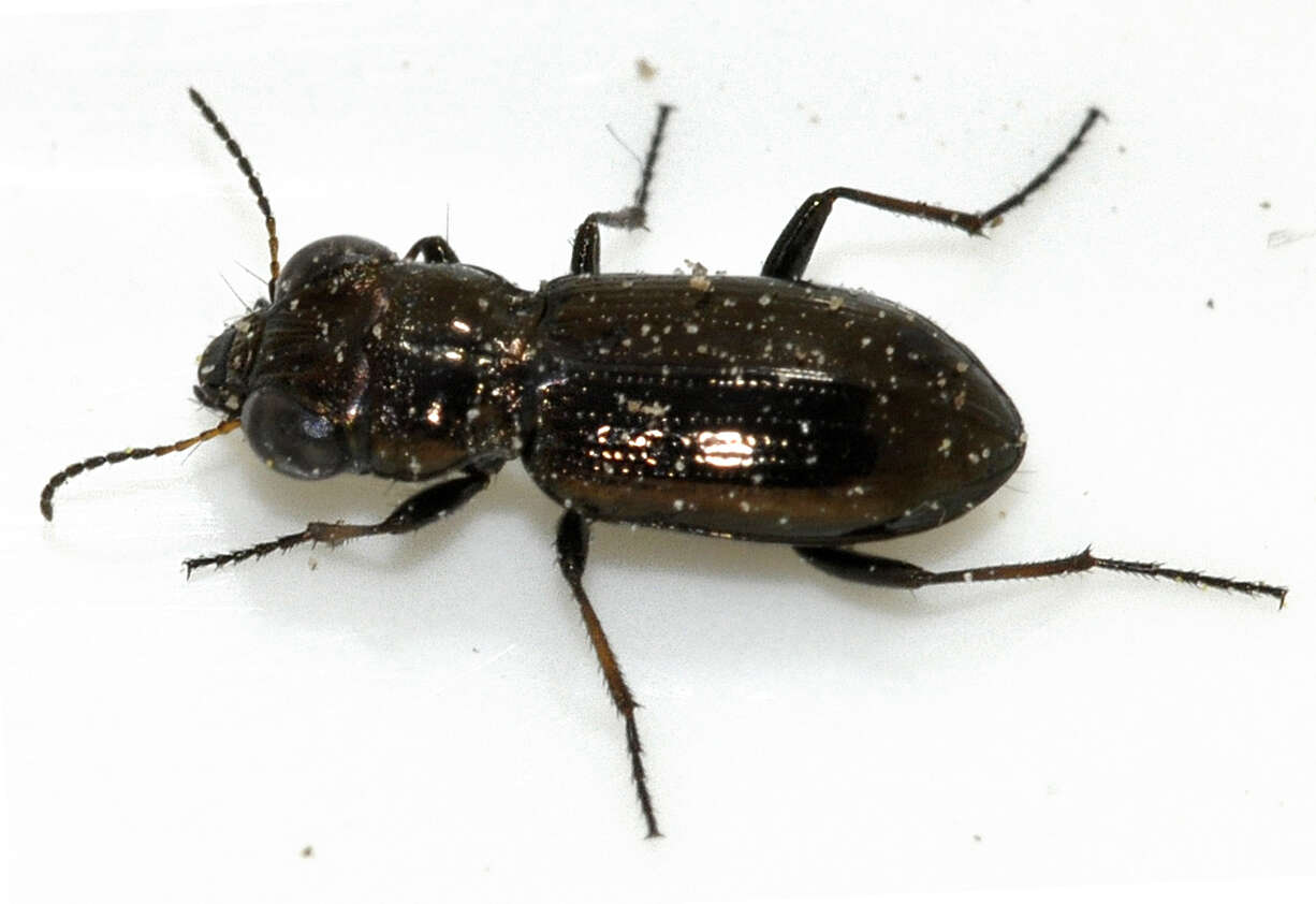 Image of Rough-necked Springtail-stalker