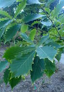 Quercus griffithii Hook. fil. & Thomson ex Miq. resmi