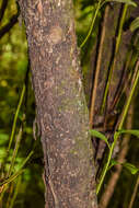 Image of Griselinia littoralis (Raoul) Raoul