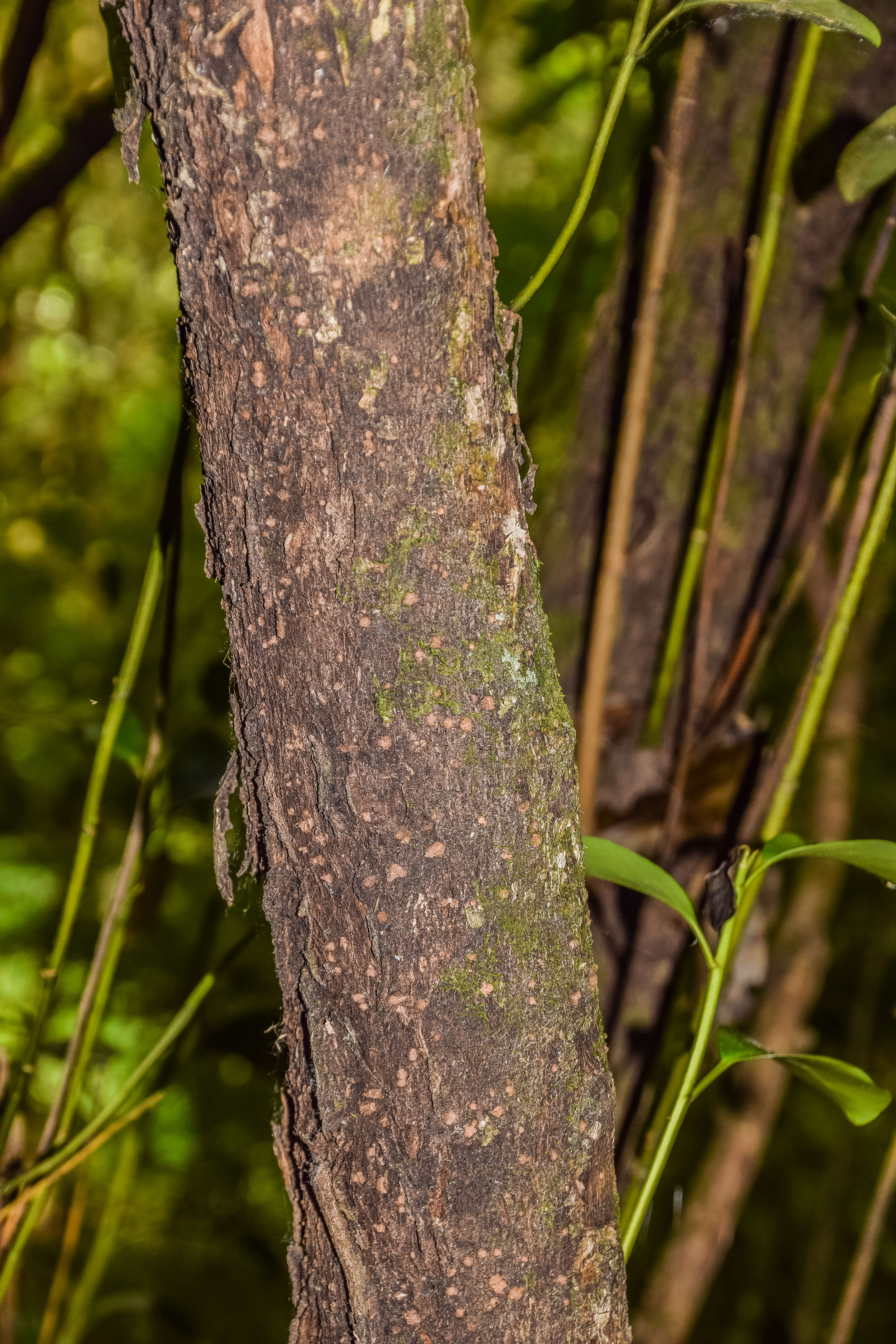 Image of Griselinia littoralis (Raoul) Raoul