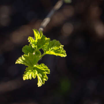 Image de groseillier rouge