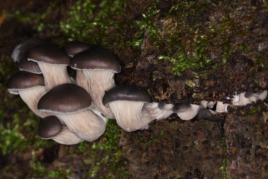 Image of Pleurotus ostreatus (Jacq.) P. Kumm. 1871