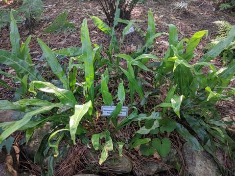 Image of Fortune's Ribbon Fern