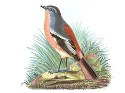 Image of Ala Shan Redstart