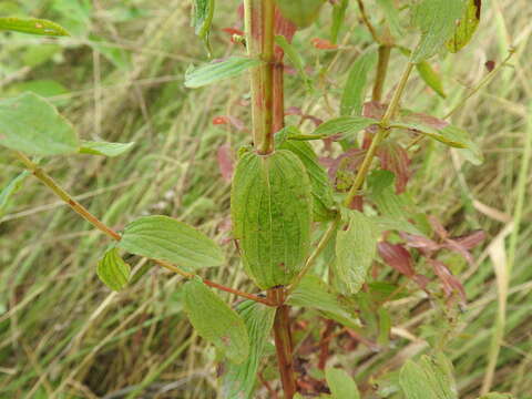 Image of spotted St. Johnswort