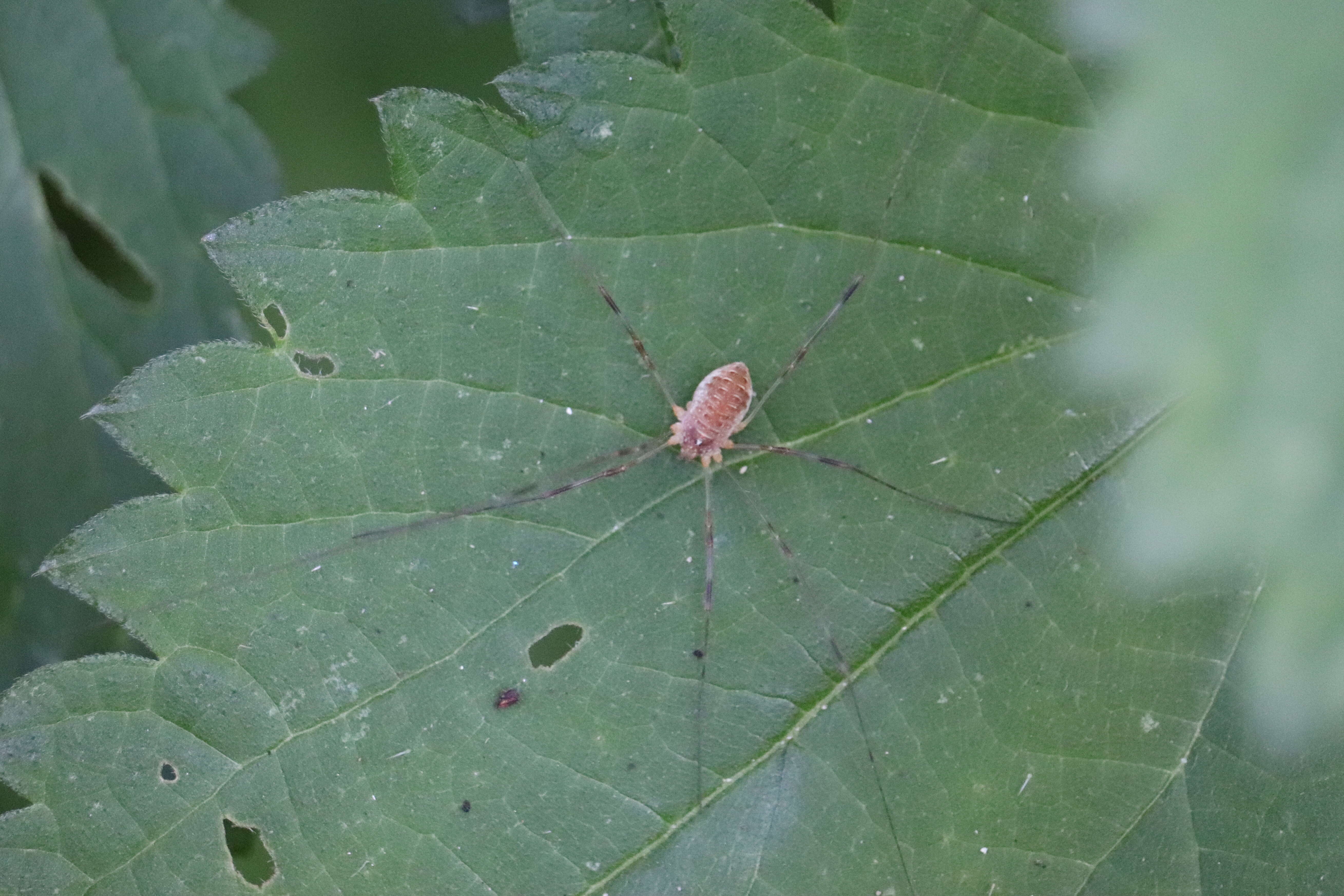 Image of Opilio canestrinii