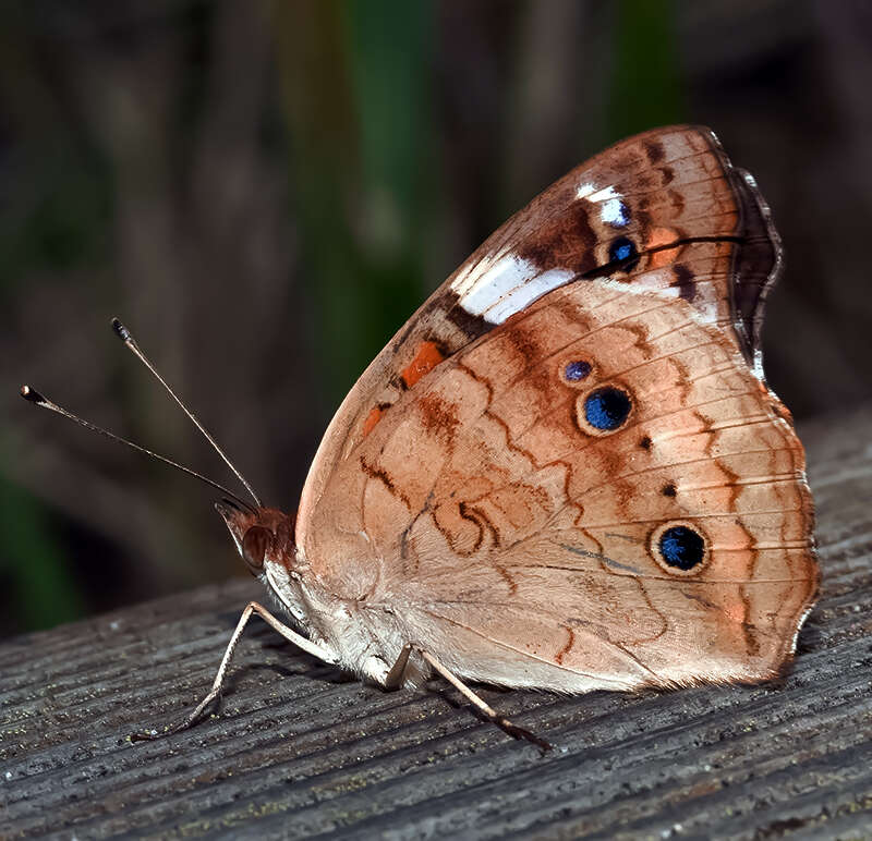 Image of Common buckeye