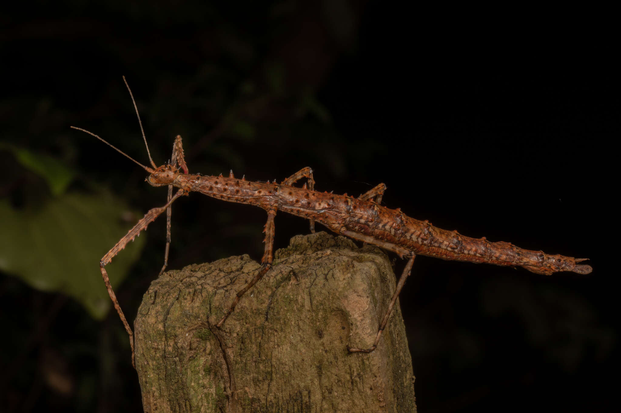 Image of Acanthoxyla prasina (Westwood 1859)