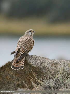 Image of kestrel, common kestrel