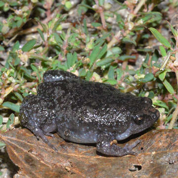 Image of Eastern Narrowmouth Toad