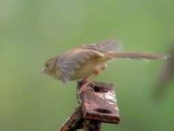 Prinia flaviventris (Delessert 1840) resmi